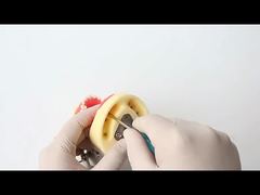 Diş Çalışma Diş Modeli Diş Hekimliği Fakültesi 28 adet Diş Vidalı Diş Restorasyon Çene Modeli Sizin İçin