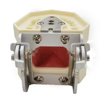 Diş Çalışma Diş Modeli Diş Hekimliği Fakültesi 28 adet Diş Vidalı Diş Restorasyonu Çene Modeli