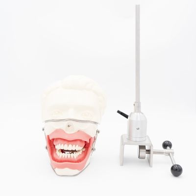 Ağız Anestezi Eğitim Modeli Gerçekçi Diş Eti Çene Simülasyonu Enjeksiyon Uygulaması için Diş İletim Anestezi Modeli
