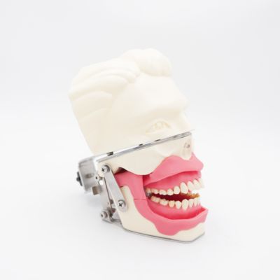 Ağız Anestezi Eğitim Modeli Gerçekçi Diş Eti Çene Simülasyonu Enjeksiyon Uygulaması için Diş İletim Anestezi Modeli